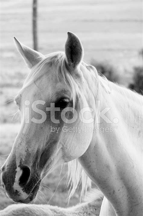 White Horse Stock Photo Royalty Free Freeimages