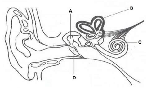 Diagram Shows The Structure Of Human Ear Teachernotes4u