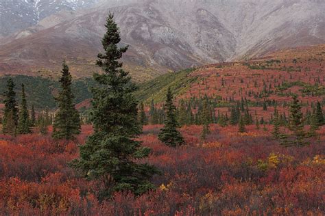 Black Spruce In Autumn Denali National Park Alaska The Last Frontier