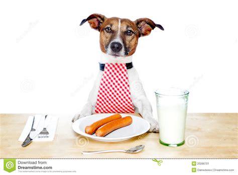 Hungry dog stock image. Image of meal, pretty, cutlery - 23266701