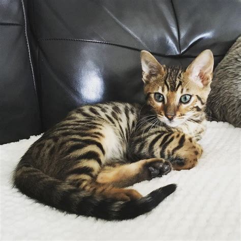 Top source for uncovering all cats related hashtags. 8 Pictures of Cute Bengal Cats and Kittens