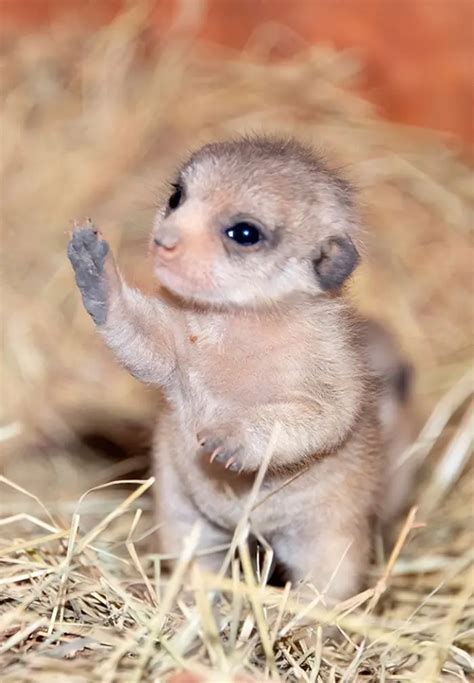 Miami Zoo Shares Baby Meerkat Photos And People Cant Handle The Cuteness
