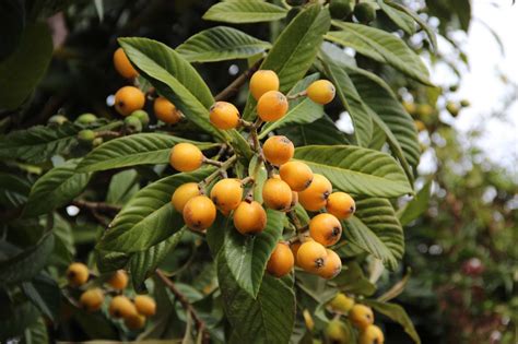 Heres What To Do With All Those Loquats In Your Yard