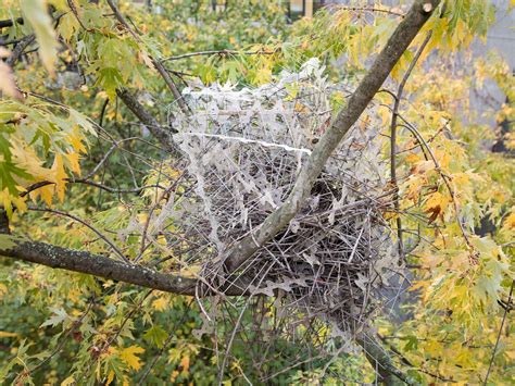 Rebellious Birds Make Nests Out Of Anti Bird Pins Naturalis