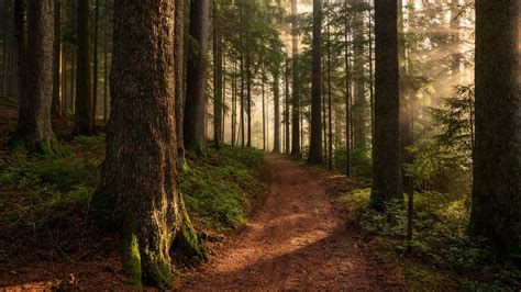 Pathway In Forest Between Long Trees And Sunbeam 4k Hd Nature Wallpapers Hd Wallpapers Id 49640