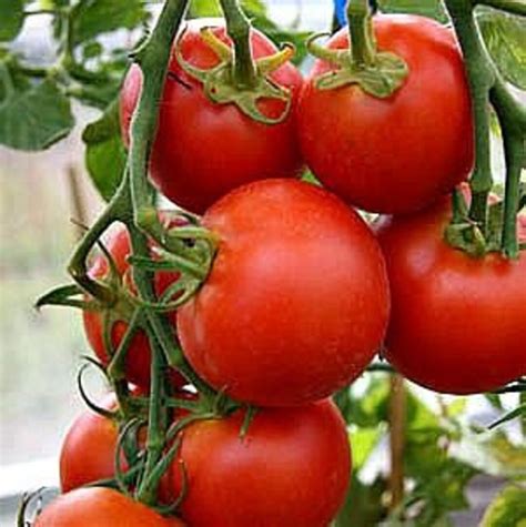 Tomato Seeds 42 Day Wonder Heirloom Organic Non Gmo Etsy
