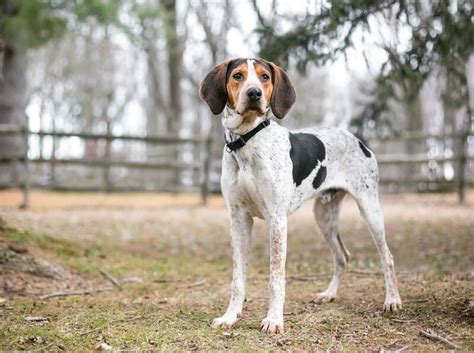 Coonhound Facts And Beyond Biology Dictionary