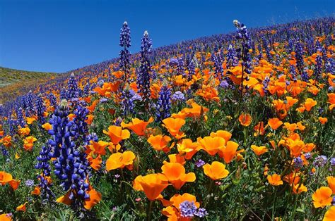 Field Of Flowers So Pretty California Wildflowers Wild Flowers