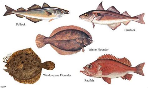 Groundfish Species Fish Types Of Fish Fishing Pictures