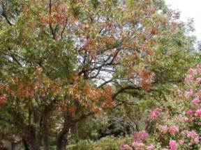 Tree Diseases And How To Identify Them Dfw Tree Services