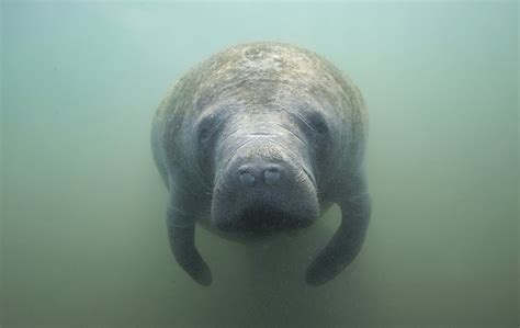 Manatee Awareness Month What You Need To Know