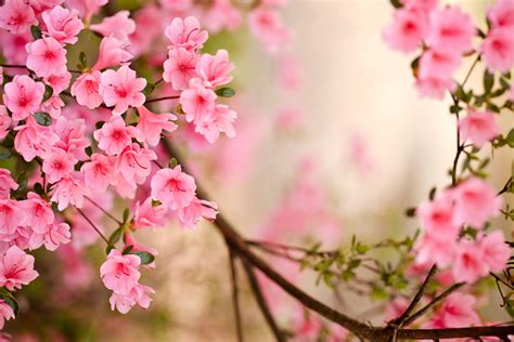 Pink Spring Flowers Wallpapers Top Free Pink Spring Flowers Backgrounds Wallpaperaccess