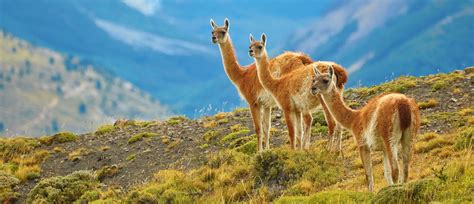 Wildlife Of Patagonia Country Walkers