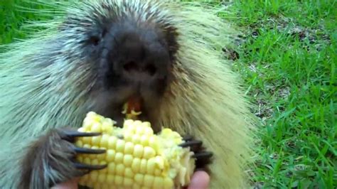 Adorable Porcupine Yes Porcupine Wont Share Corn Makes Hilarious