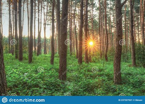 Sunset Sunrise Sun Sunshine Shining Through Pine Trees In Sunny Summer