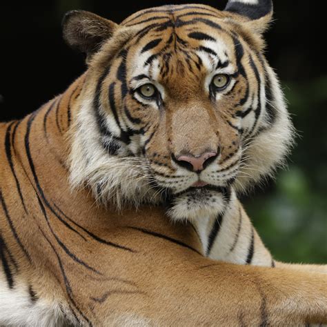 Malayan Tiger Singapore Zoo