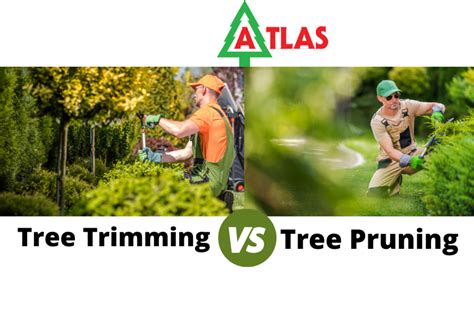 Tree Trimming Vs Tree Pruning Whats The Key Difference