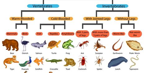 Peta Konsep Hewan Vertebrata Dan Invertebrata Akuatik