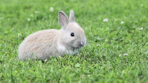 Cute Babe Bunny Rabbit Eating Grass 3 This Video Show A