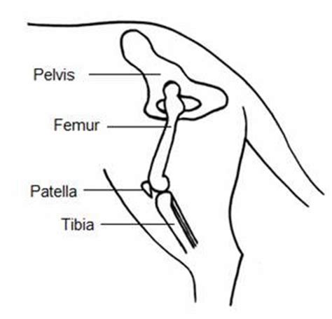 Master leg and knee anatomy using our topic page. Yorkshire Terrier - Patellar Luxation - UFAW