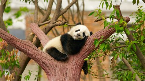 Black White Baby Panda Is Sitting Sleeping On Tree Trunk In Blur