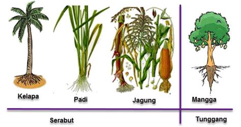 Gambar Macam Penggolongan Tumbuhan Artikel Lengkap Mari Belajar Jenis