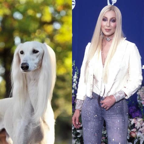 10 Dog Breeds That Look Like Celebrities Breed Info Mad Paws