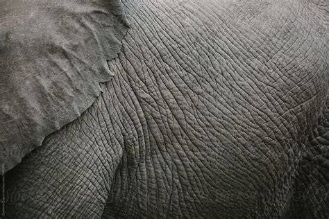 Close Up Of Elephant Skin By Stocksy Contributor Cameron Zegers