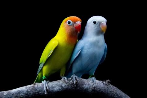 Why Do Love Birds Fight Each Other 3 Reasons Why Birding Outdoors