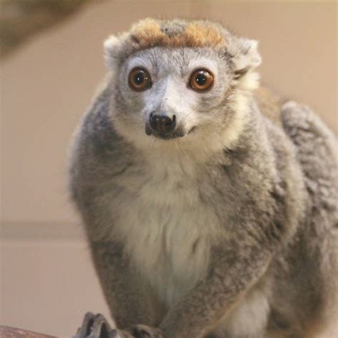Crowned Lemur Zoochat