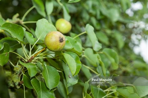 Buy A Photo Wild Pear Tree Closeup In An Orchard Garden Paul Maguire