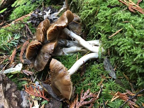 Soggy Psilocybe Cyanescens Vancouver Bc Mushroomhunting