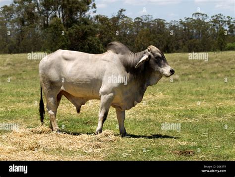 Brahman Cattle Bull Brahman Bull Stock Photos And Images 123rf 1000