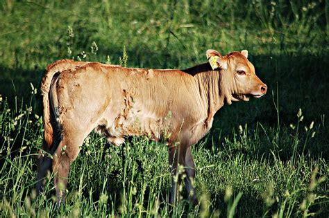 Free Photo Cow Bull Animal Breeding Chain Free Image On Pixabay