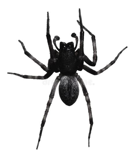 A Big Black Spider With Hairy Long Legs It Move Slowly And Quiet On