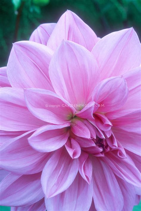 Dahlia Lilac Time Plant And Flower Stock Photography