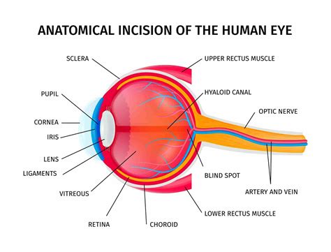 Struktur Mata Manusia Dan Fungsinya Natalie Ogden