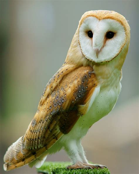 An owl of the species tyto alba, often having a white face and commonly found in barns and other farm buildings. Barn owl - Wikipedia