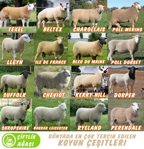 Sheep Varieties Koyun