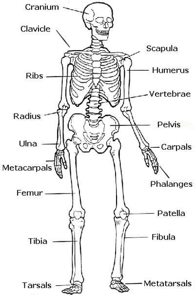 Skeleton Labeled Preschool Human Body Activities Human Body Art