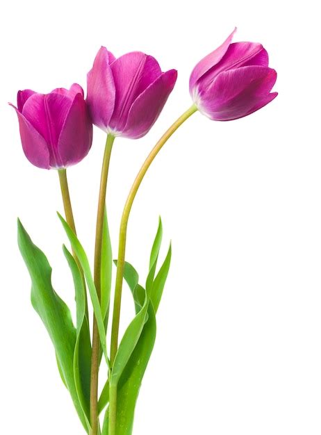 Premium Photo Purple Tulips Isolated