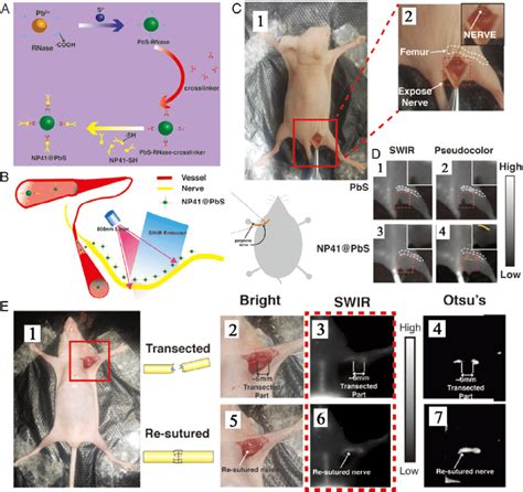 A Schematic Description Of The Design Of Np Pbs Qds B Schematic Download Scientific