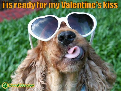Funny Dog Valentine Images Lucu Sekali Ayo Ketawa