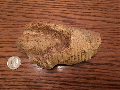 Fossil Found In Southern Indiana Near The Ohio River What Was This