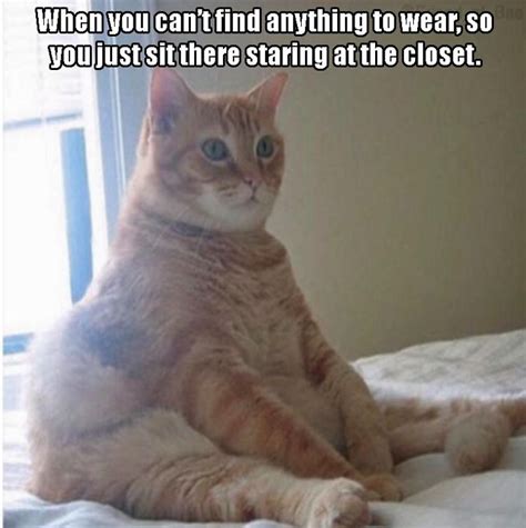 77 Best Images About Fat Cats On Pinterest