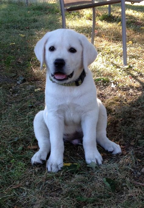 Yes, the jeans of of any labrador retriever are the same, but the exact number is undetermenable. White Lab Puppies in Minnesota