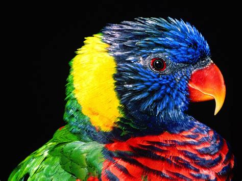 Lory Parrot Bird Tropical 46 Wallpapers Hd Desktop And Mobile
