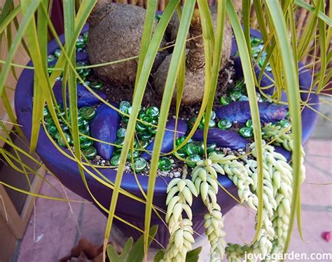 Others require more care but are still rewarding houseplants over a long period. How To Care For & Repot A Ponytail Palm