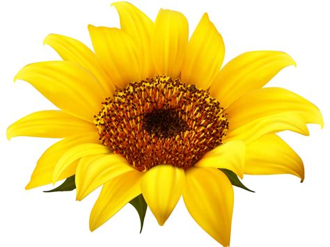 Download High Quality Flower Clipart Sunflower Transparent Png Images