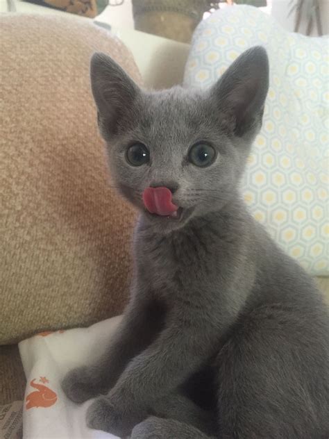 Pin On Russian Blue Kitten